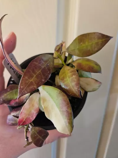 plant/Hoya walliana ver-2-thumbnail