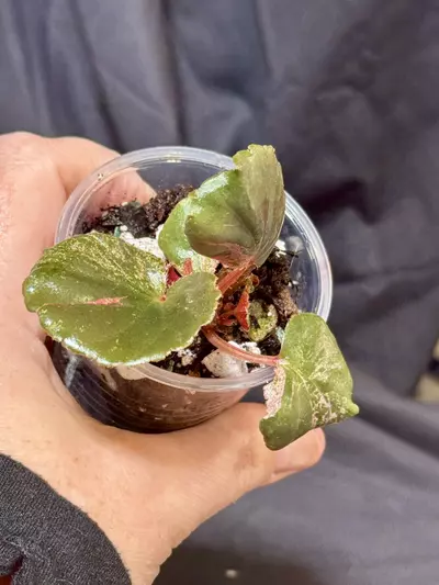 plant/700 - pink cucullata begonia-0-thumbnail