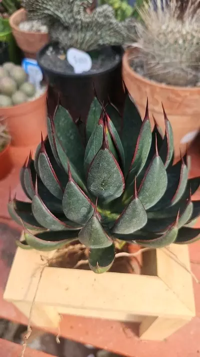 plant/Mangave Praying hands-0-thumbnail