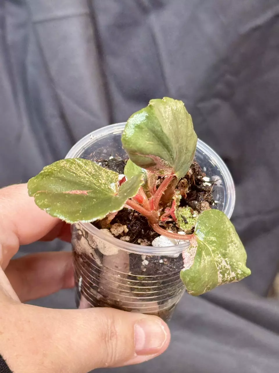 plant/700 - pink cucullata begonia-1