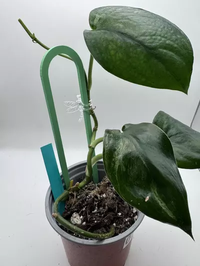 plant/Scindapsus Jade Satin Mint 0520-3-thumbnail