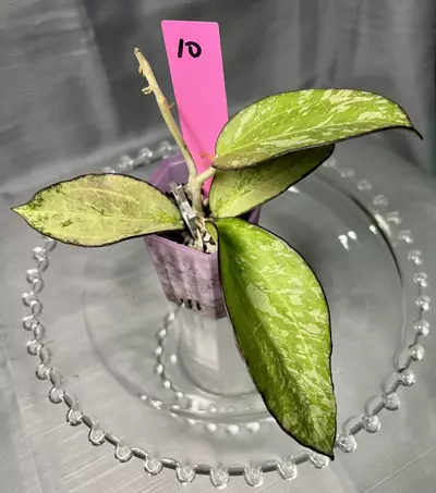 plant/010. H patcharawalai silver-0-thumbnail