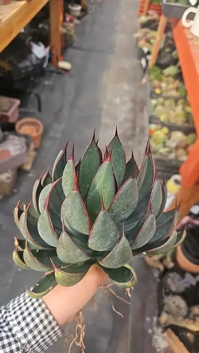 plant/Mangave Praying hands-2-thumbnail