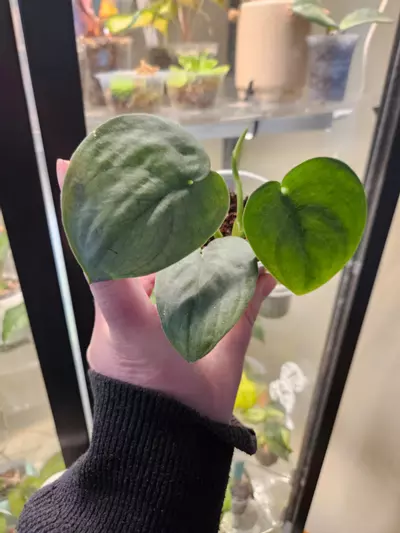 plant/Scindapsus silver hero-2-thumbnail