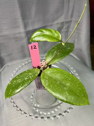 plant/012. H GEH2302-62 Swiffer’s Dream x Chicken Farm-0-thumbnail