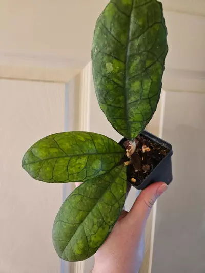 plant/Hoya ah008-0-thumbnail