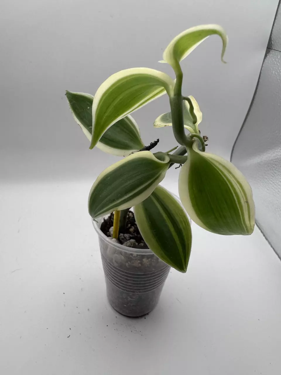 plant/Vanilla Orchid variegated 0520-0