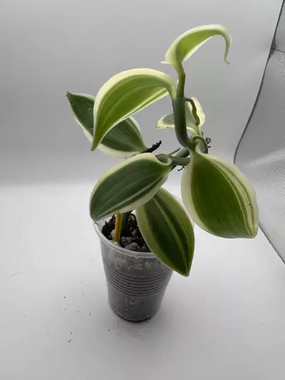 plant/Vanilla Orchid variegated 0520-0-thumbnail