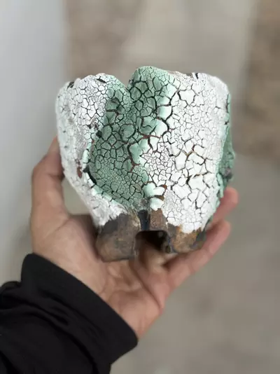 plant/Tiffany coconut Footed 4.5x4.5-0-thumbnail