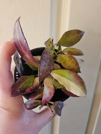 plant/Hoya walliana ver-0-thumbnail