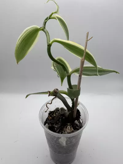 plant/Vanilla Orchid variegated 0520-2-thumbnail