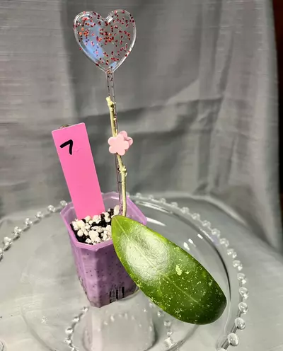 plant/007. H Hendersonii-0-thumbnail