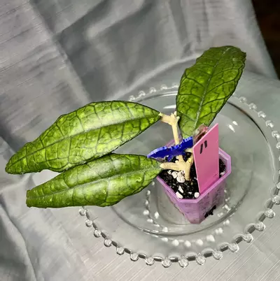 plant/011.  H finlaysonii (ripple leaf)-0-thumbnail