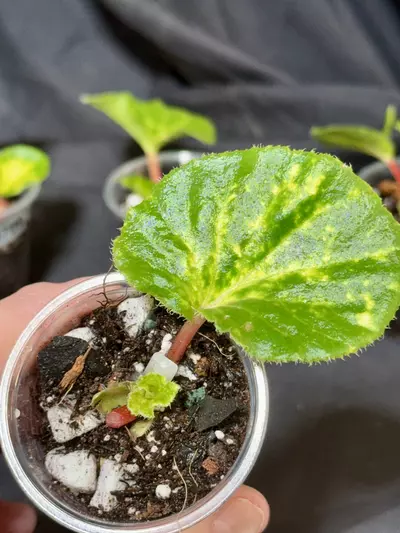 plant/708 - Cucullata Begonia mutation/variegated-0-thumbnail