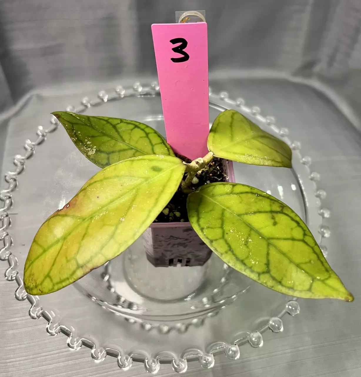 plant/003. H GHX-01 ‘Gabriel’s Gold’-0