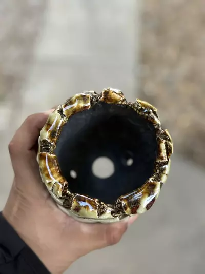 plant/Candy cane footed 4.25x5H-1-thumbnail