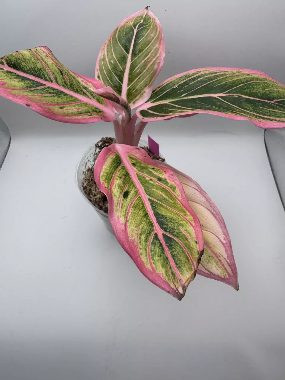 plant/Aglaonema Lotus Delight 0515-1