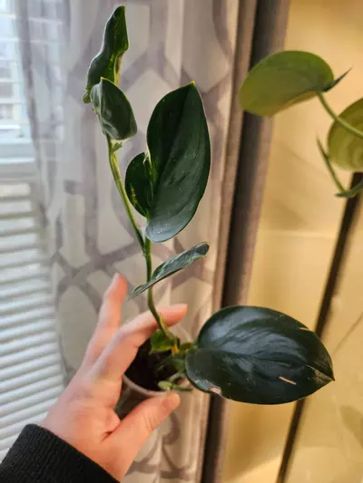 plant/Trubii dark form verigated-0-thumbnail