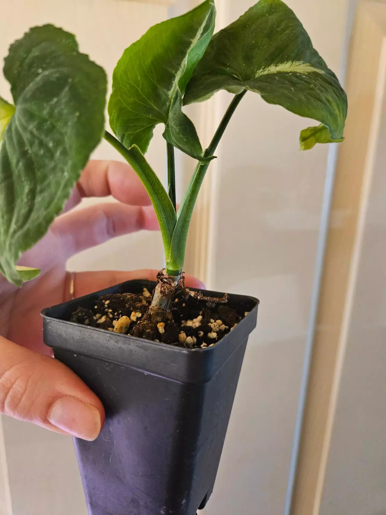 plant/Syngonium scrambled eggs-3