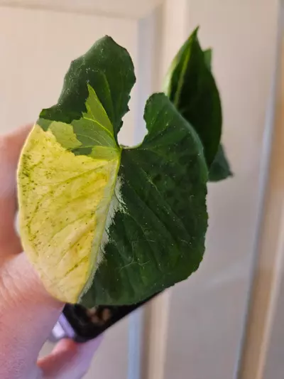 plant/Syngonium scrambled eggs-1-thumbnail