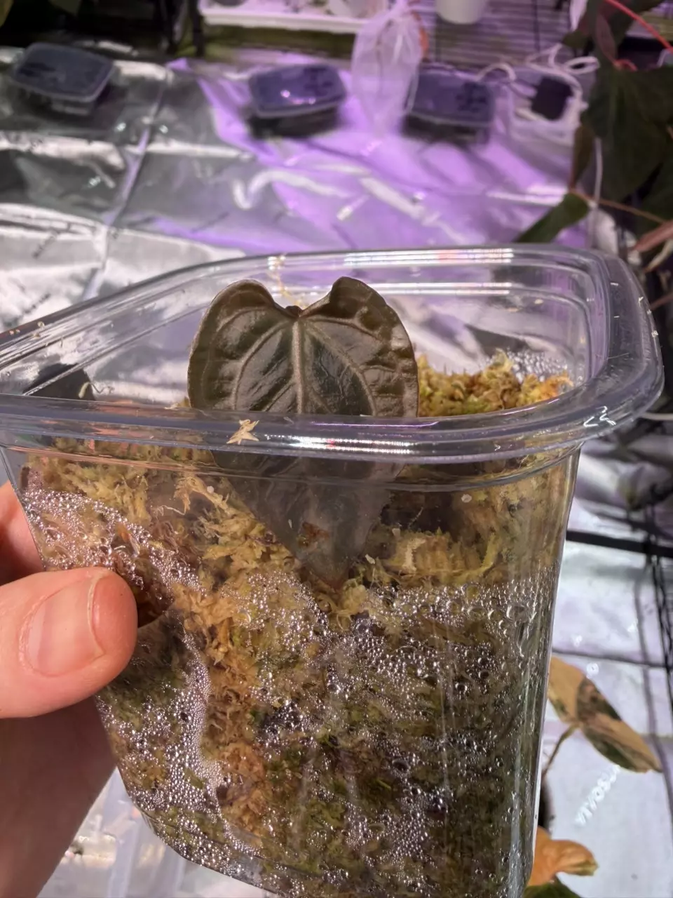 plant/PINK WONDEBOY CLONE-0