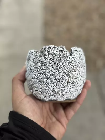 plant/Smooth coconut 4x3.5H-0-thumbnail