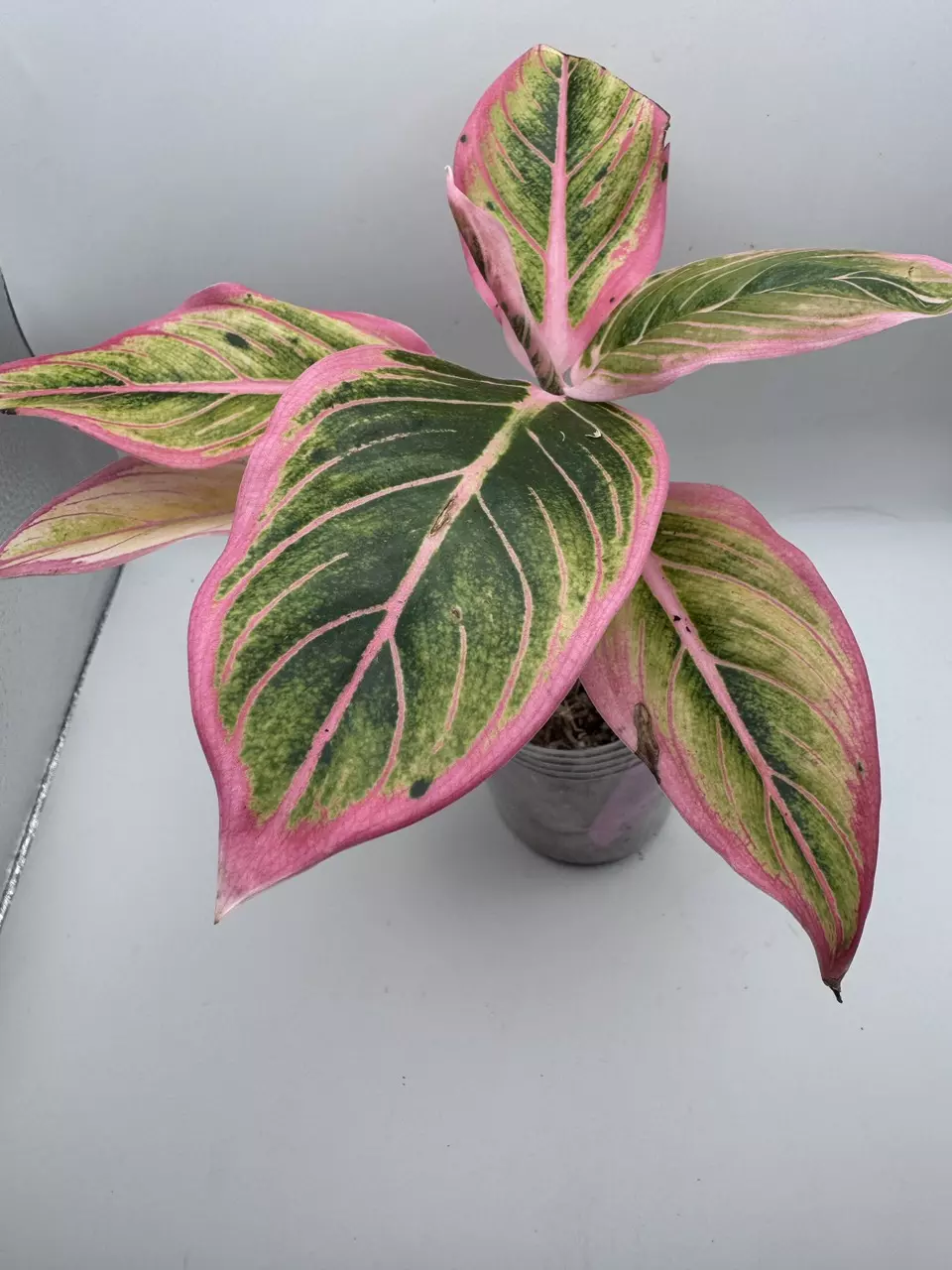 plant/Aglaonema Lotus Delight 0515-0