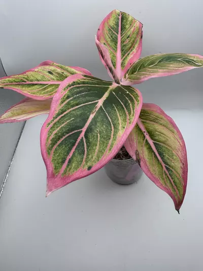 plant/Aglaonema Lotus Delight 0515-0-thumbnail