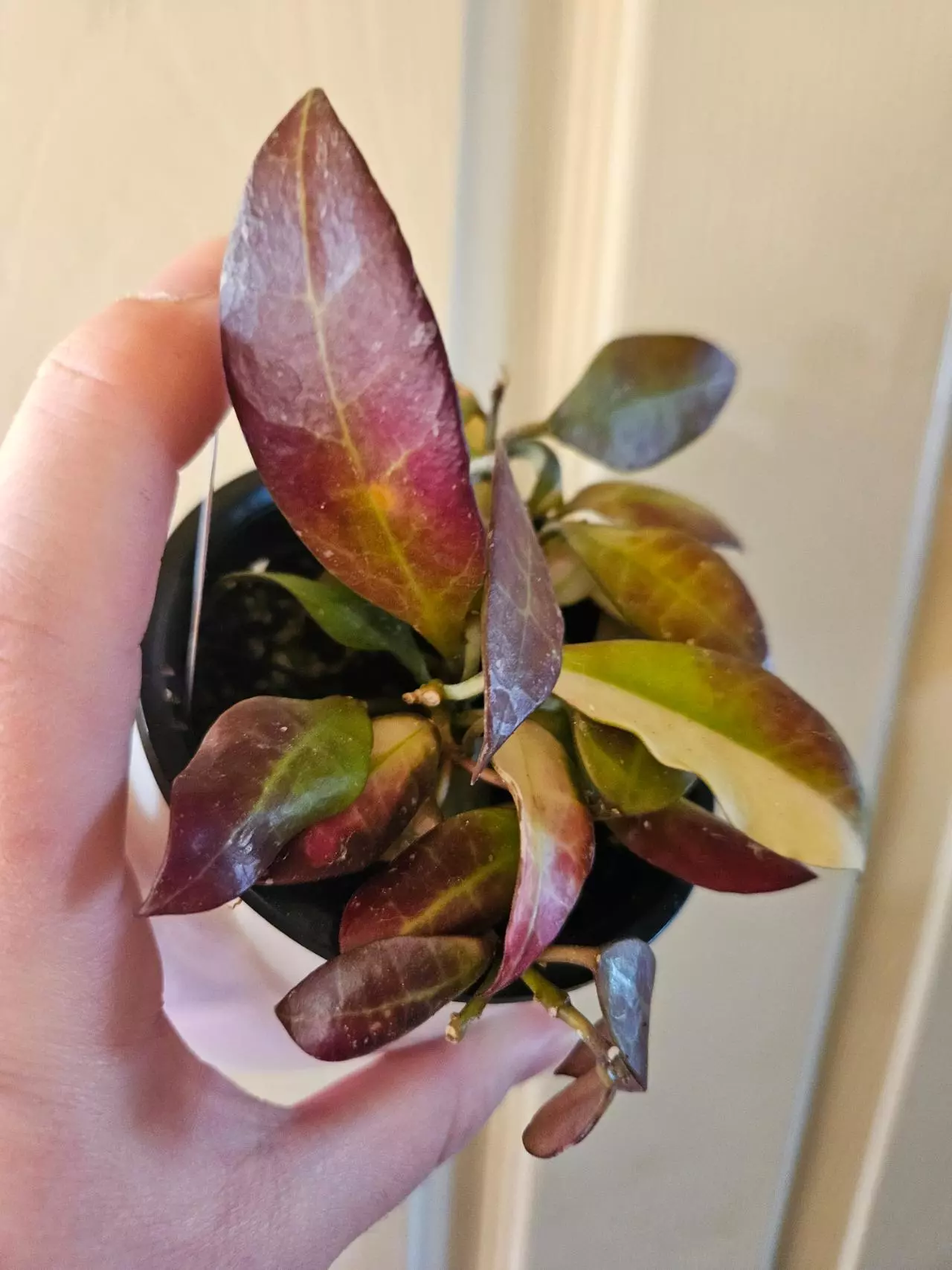 plant/Hoya walliana ver-1