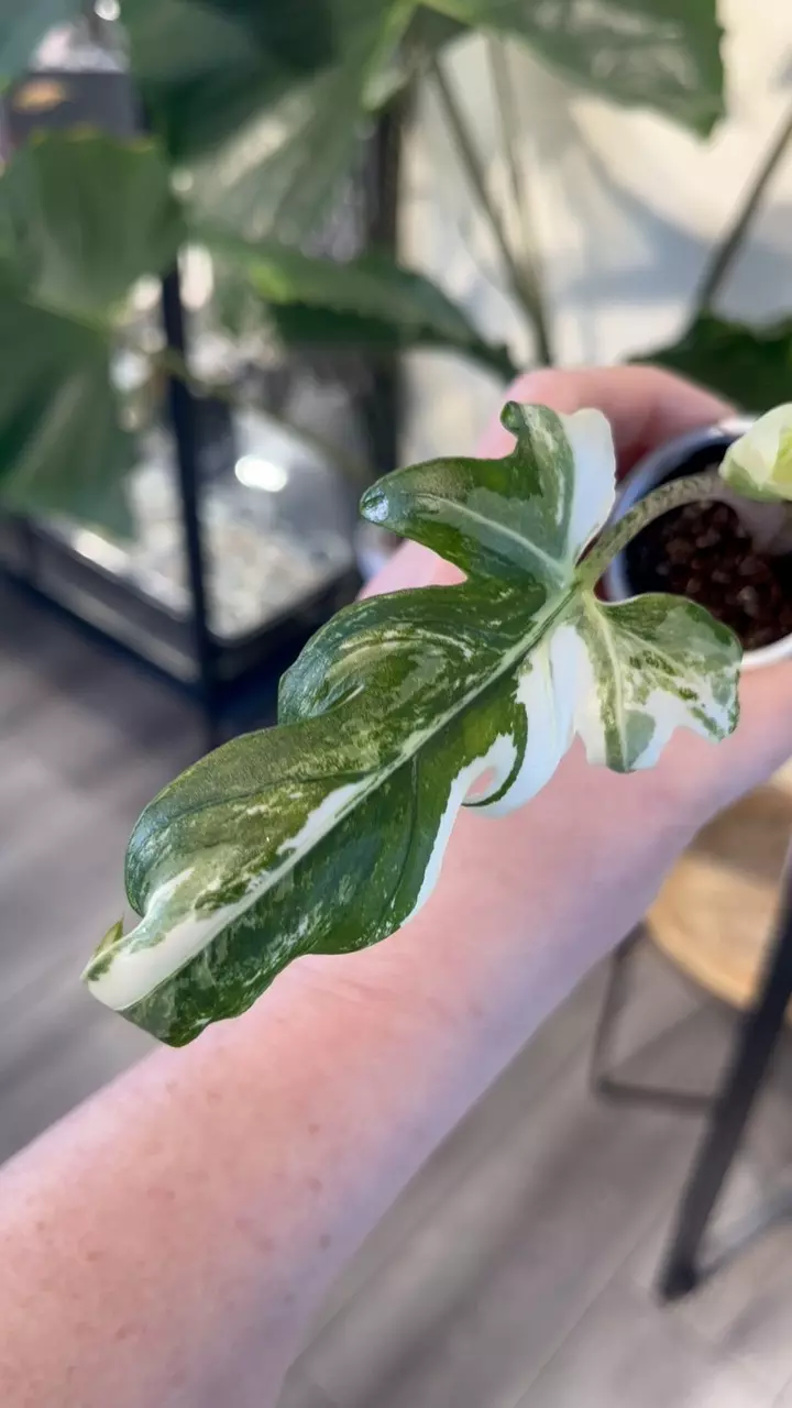 plant/Albo Brancfolia Pup-1