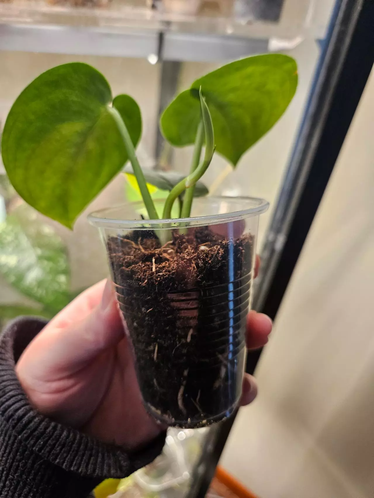 plant/Scindapsus silver hero-1