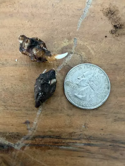 plant/Alocasia Bisma Albo CORM-1-thumbnail