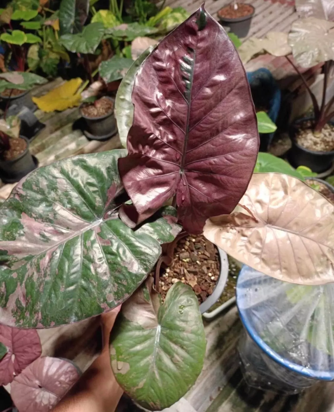 plant/Alocasia Serendipity Pink Variegated CORM-0