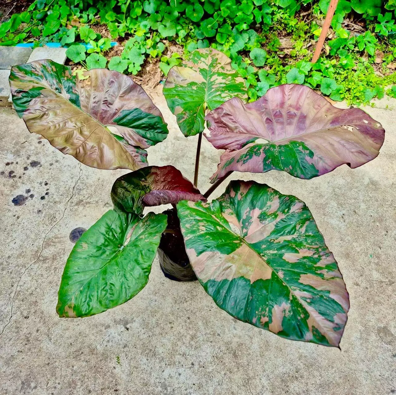 plant/Alocasia Pink Serendipity Corm-0