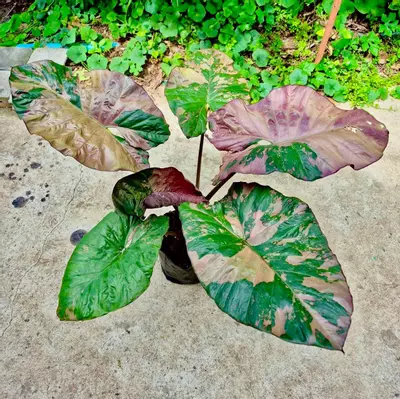 plant/Alocasia Pink Serendipity Corm-0-thumbnail