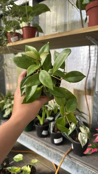 plant/413 Hoya Sunrise-0-thumbnail