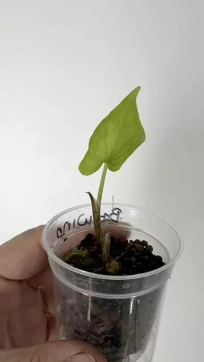 plant/Alocasia Batwing Non-Variegated PUP # 251-2-thumbnail