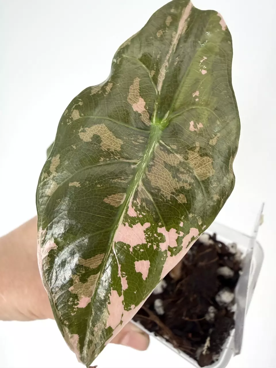 Alocasia Chantrieri Pink Variegated Plant # 247