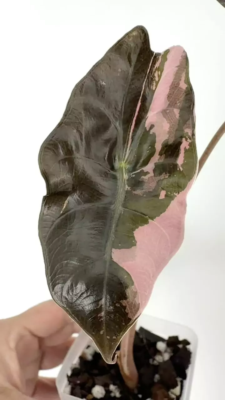 plant/Alocasia Chantrieri Pink Variegated Plant # 252-1