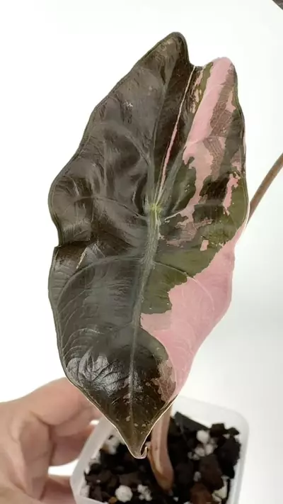 plant/Alocasia Chantrieri Pink Variegated Plant # 252-1-thumbnail