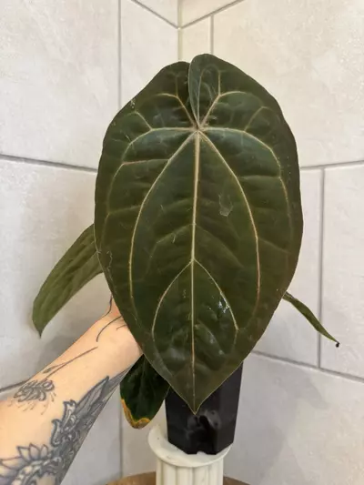 plant/AOS x Carla OG4-0-thumbnail