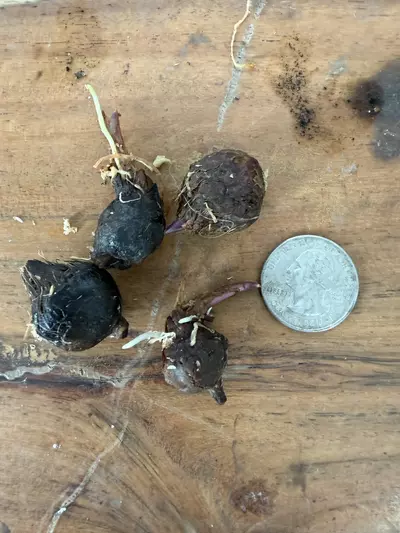 plant/Alocasia Blackstem Albo Variegated CORM (size XL)-1-thumbnail