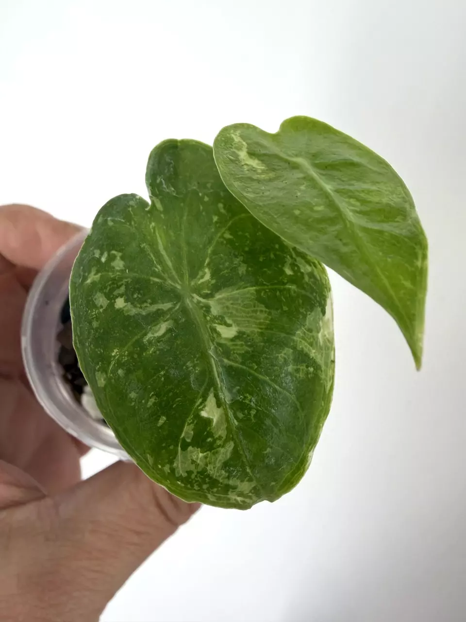 plant/Alocasia Pink Dragon Cream Splash Variegated Plant # 254-0