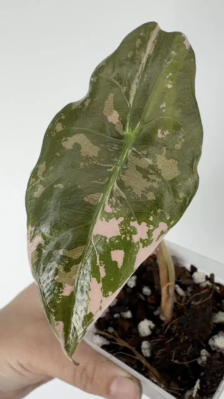 plant/Alocasia Chantrieri Pink Variegated Plant # 247-1