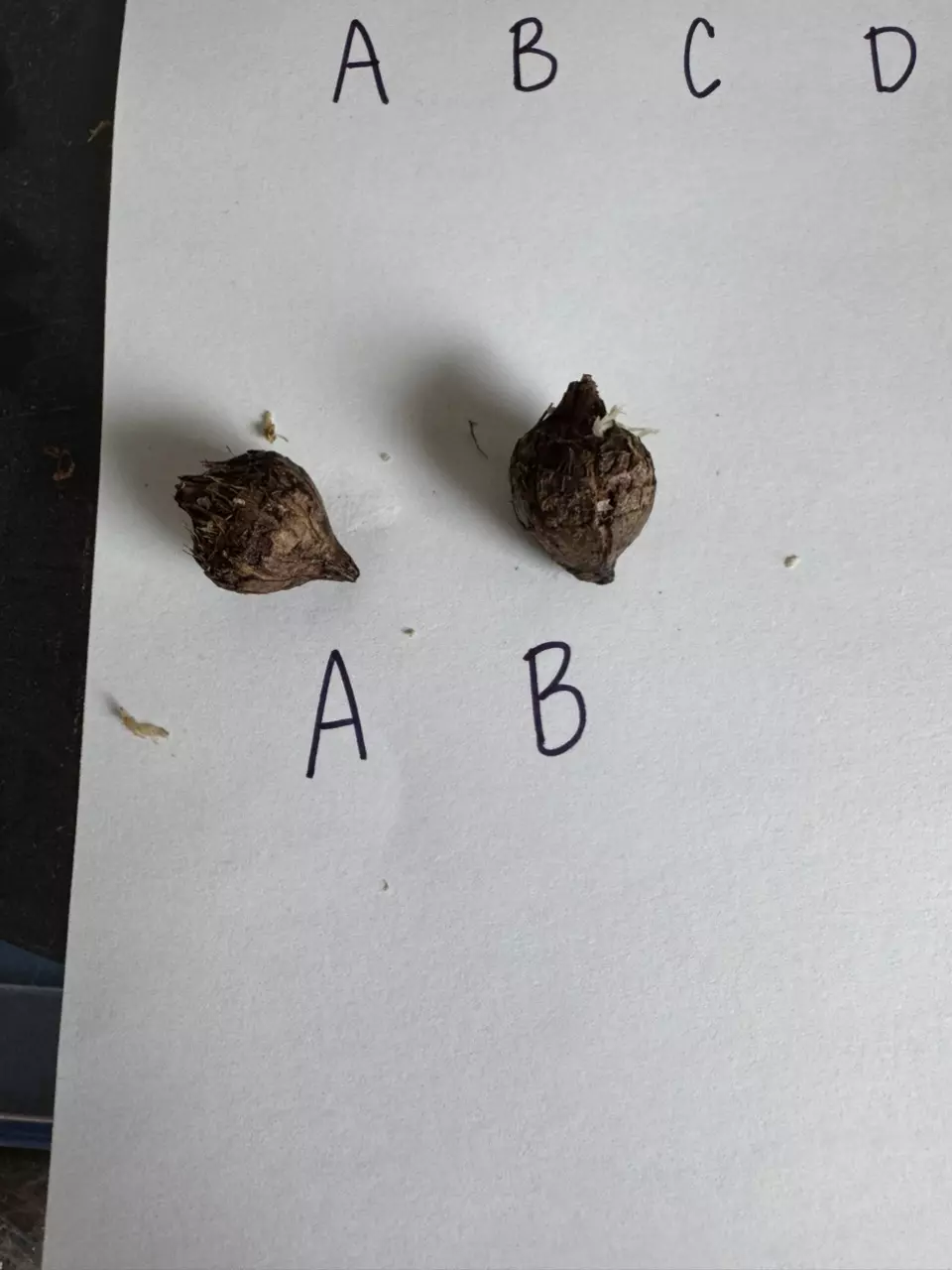 plant/Alocasia Pink Serendipity Corm-1