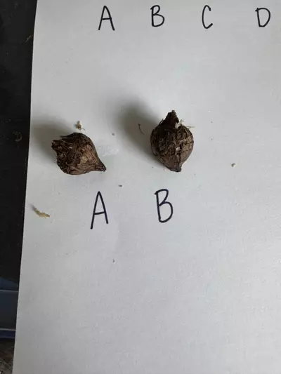 plant/Alocasia Pink Serendipity Corm-1-thumbnail