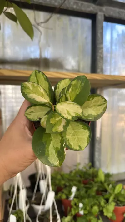 plant/419 Hoya Australis Lisa-0-thumbnail