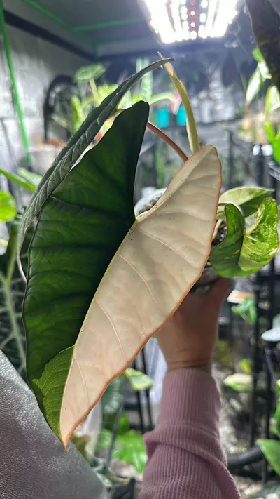 plant/Alocasia Bisma Albo CORM-0-thumbnail