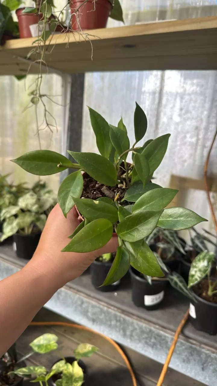 plant/414 Hoya Sunrise-0