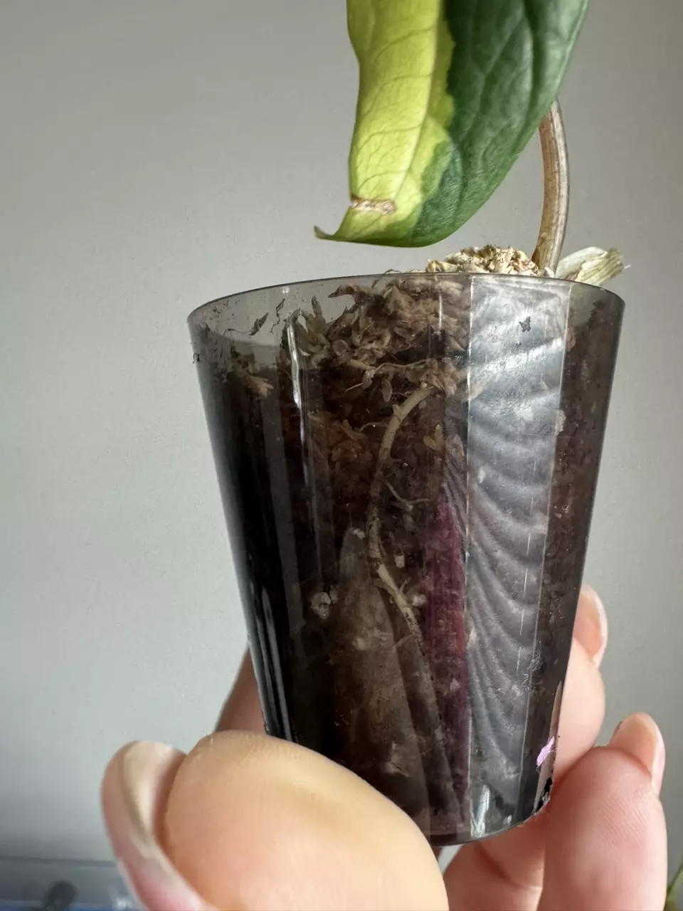 plant/Alocasia Scalprum Albo from TC-1